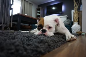 租房給中途愛媽傢俱全毀!過來人曝「解法」:對雙方都好