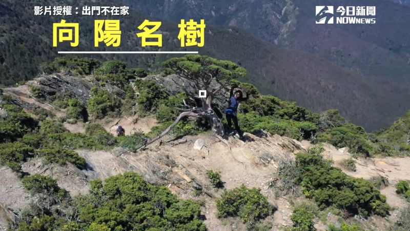 ▲「向陽名樹」為前往嘉明湖路途中的必經地點。（圖／出門不在家　授權）