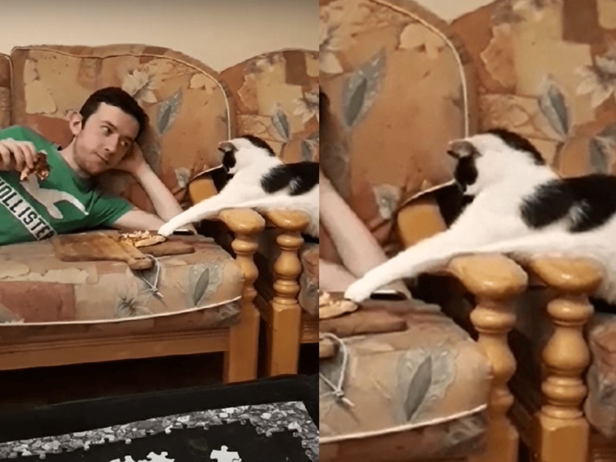 ▲男子躺在沙發一邊看電視一邊吃披薩，旁邊竟伸出毛毛手！（圖／翻攝自Youtube@ViralHog）