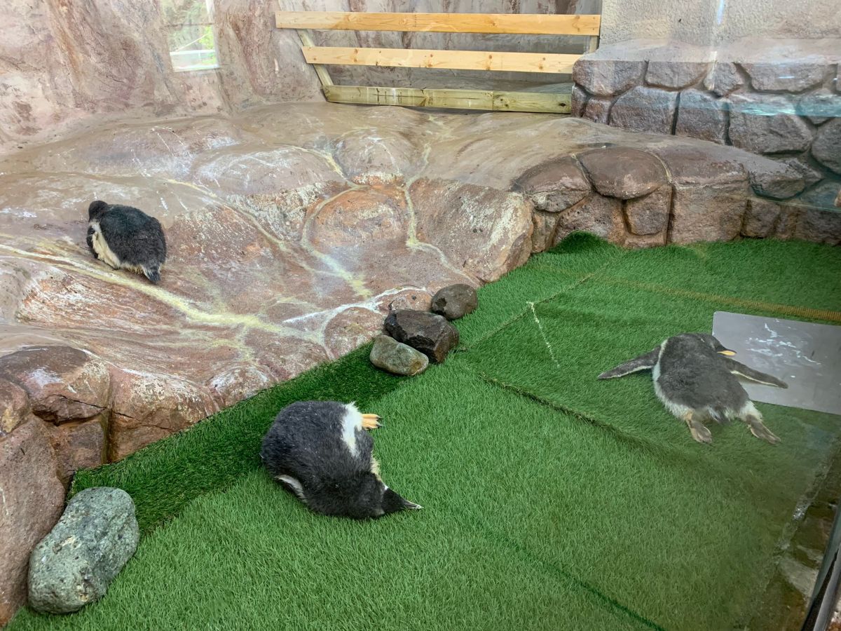 ▲這群企鵝怎麼全趴在地上，究竟是發生什麼事？（圖／Twitter@penKingdom）