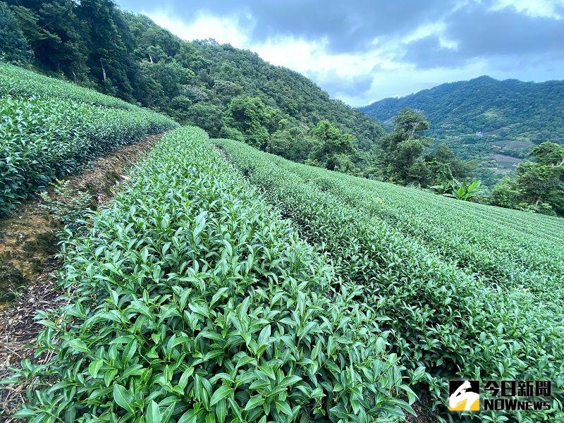 ▲葉承軒家中的茶園有1．5甲，以茶葉維生已經第四代。(圖/葉承軒提供)