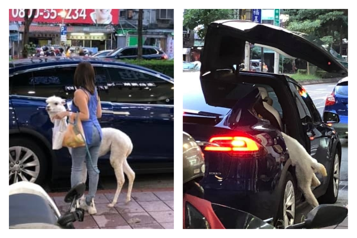 ▲網友在夜市看見草泥馬，引發熱議。（圖／翻攝自《爆料公社》臉書）