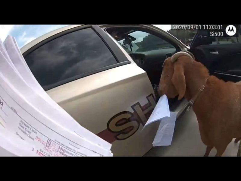 ▲女警到一處民宅送文件，卻遇到鬼祟山羊潛入巡邏車偷吃文件。（圖／Douglas County Sheriff's Office）
