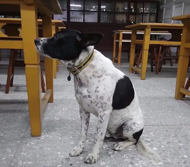 ▲古坑國中送養兩隻流連在校園的「小花、小黑」2隻狗，在社群臉書引起熱烈回應。（圖／記者簡勇鵬翻拍,2020.09.17）