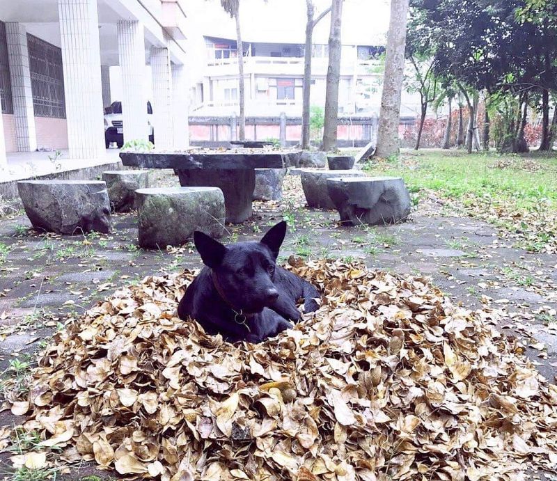 ▲古坑國中送養兩隻流連在校園的「小花、小黑」2隻狗，在社群臉書引起熱烈回應。（圖／記者簡勇鵬翻拍,2020.09.17）