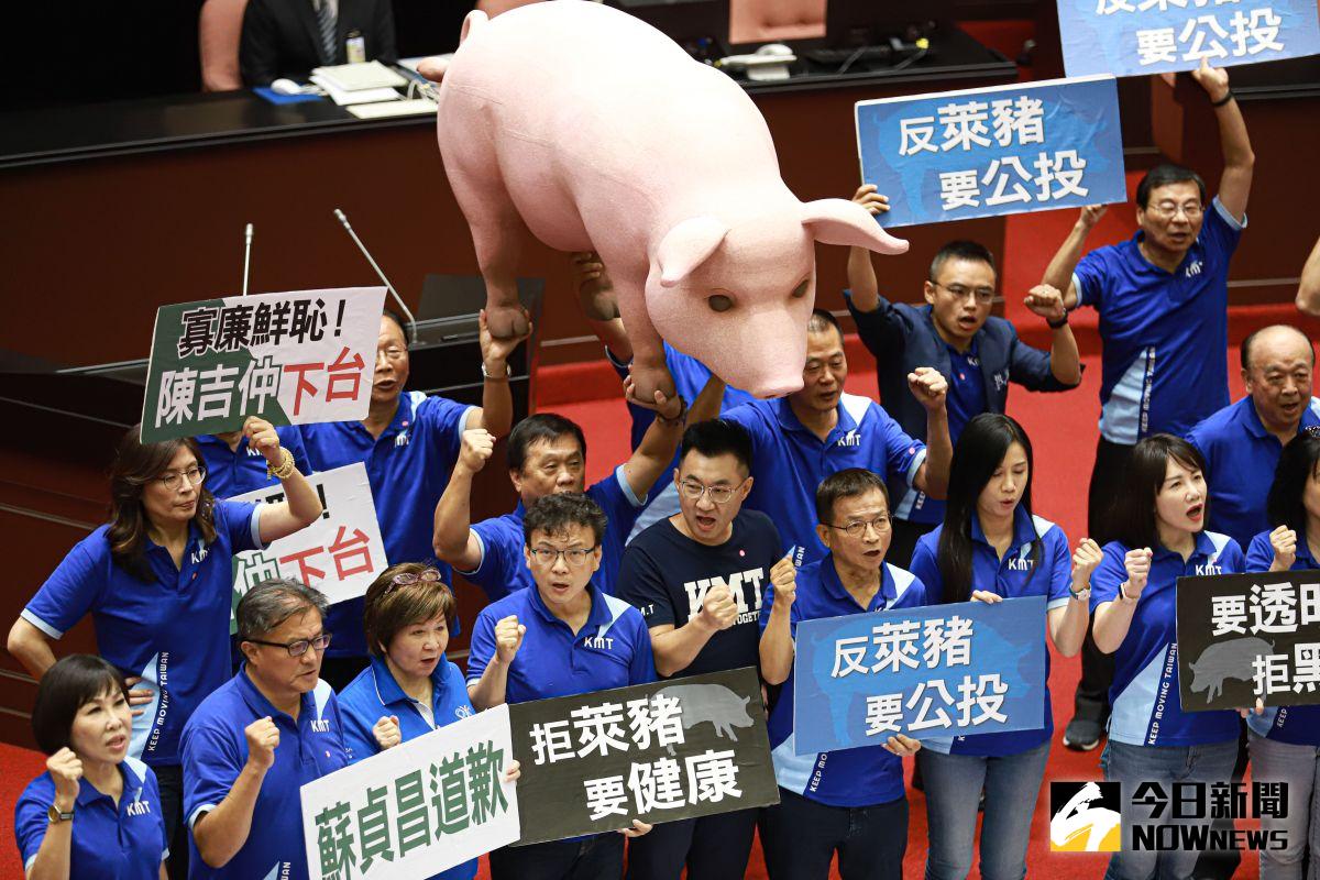 ▲國民黨在議會總質詢時高舉道具豬、標語，抗議擴大進口含萊克多巴胺的美豬。（圖／NOWnews資料照／記者葉政勳攝 , 2020.09.18）