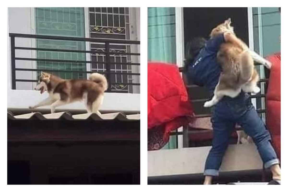 ▲調皮的哈士奇把別人屋頂當成遊樂場，主人霸氣一手扛起帶回家，讓網友全笑翻。（圖／翻攝自《爆廢公社二館》臉書）