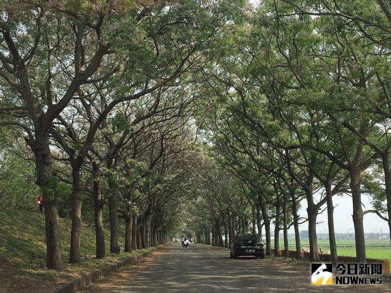 ▲六腳鄉朴子溪南岸苦楝燧道，享受浪漫初秋。(圖／記者陳惲朋攝，資料照）