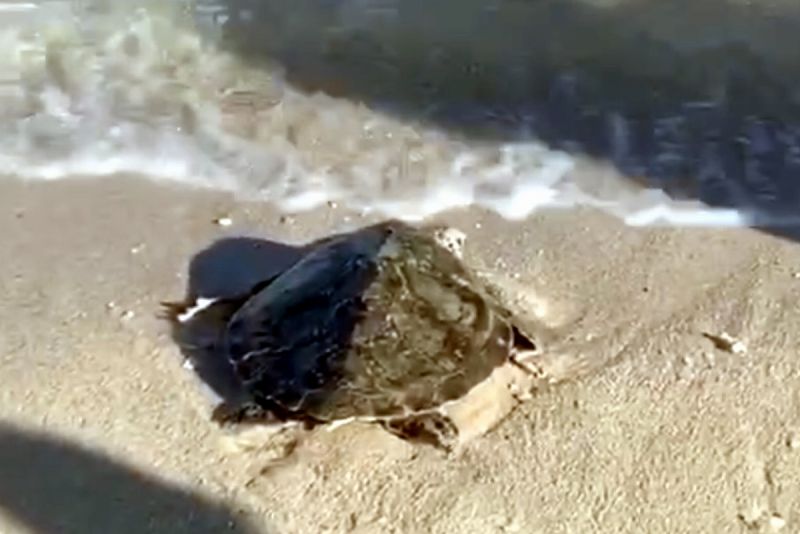 ▲在恆春後壁湖保育沙灘實施海龜野放，傷癒後的海龜在小朋友與民眾的鼓勵下慢慢爬進海洋。（圖／海巡署南部分署第六岸巡隊提供,