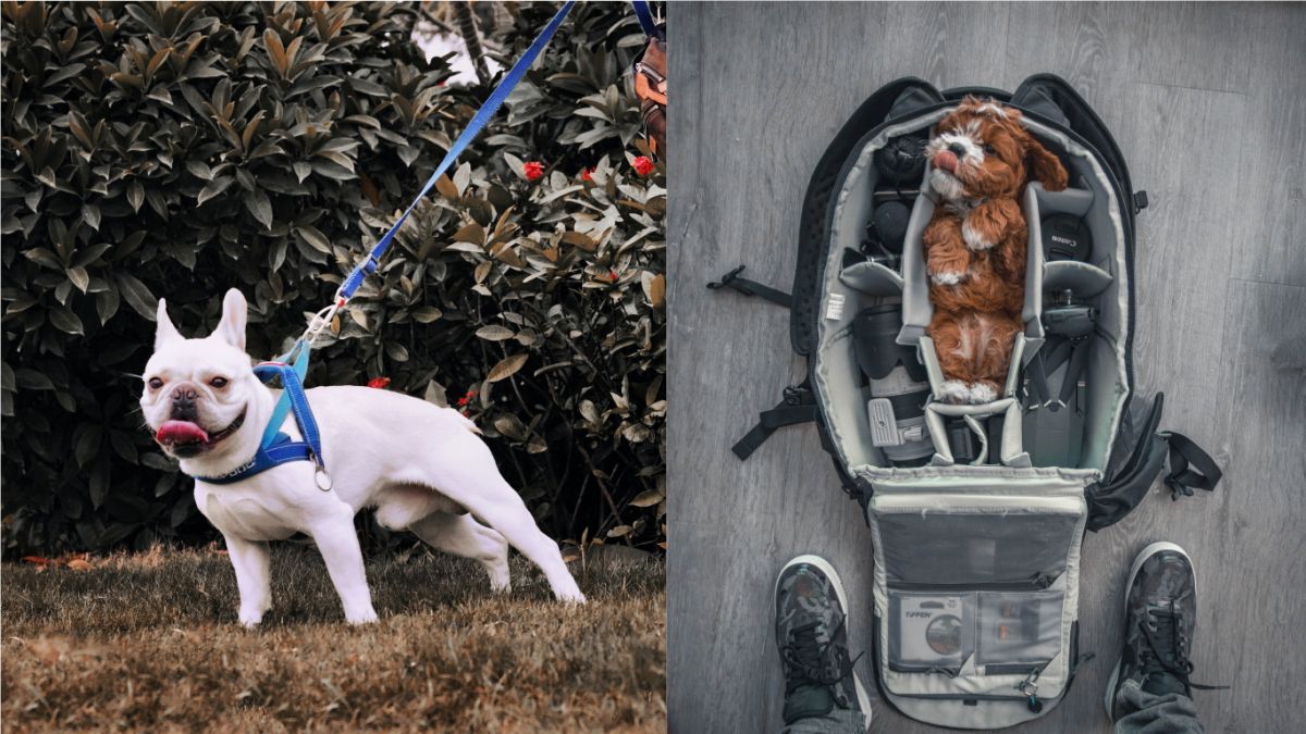 ▲汪星人總是有股呆萌的魅力讓人好療癒！不過有網友就好奇為何街上總會有民眾把狗狗放在推車裡？（圖／翻攝自Unsplash）