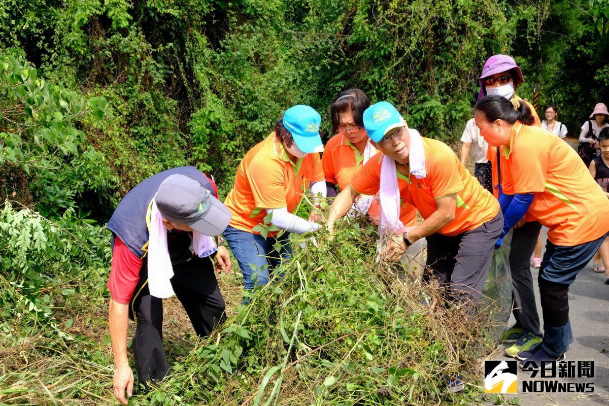 ▲每年10月進入小花蔓澤蘭開花期，花朵呈黃白色，林務局南投林區管理處、彰化市桃源社區發展協會，發動志工到賞鷹平台清除小花蔓澤蘭。（圖／記者陳雅芳攝，2020.09.20）