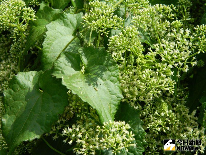 影 植物殺手 小花蔓澤蘭志工拔除杜絕後患 地方 Nownews今日新聞 影 植物殺手 小花蔓澤蘭志工拔除杜絕後患 地方 Nownews今日新聞