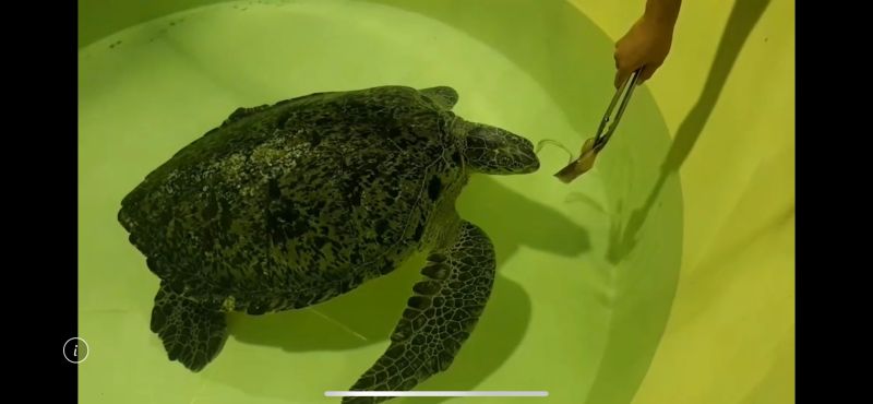 ▲在金門水試細心照料下，日前在烈嶼鄉岸際擱淺的綠蠵龜已開始進食。(圖/金門水試所提供)