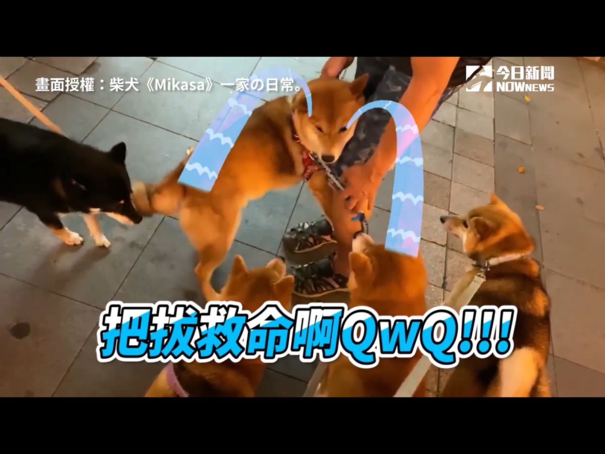 ▲飼主郭沅瑾日前帶自家4柴去淡水老街逛逛，卻遇到一隻超膽小的萌柴。（圖／臉書粉專「柴犬《Mikasa》一家の日常。」提供）