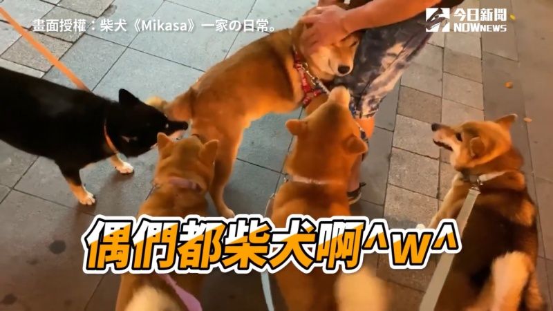 ▲一旁4柴一直很想認識新朋友,萌柴卻整個埋進把拔腿中間。(圖/臉書粉專「柴犬《Mikasa》一家の日常。」提供)