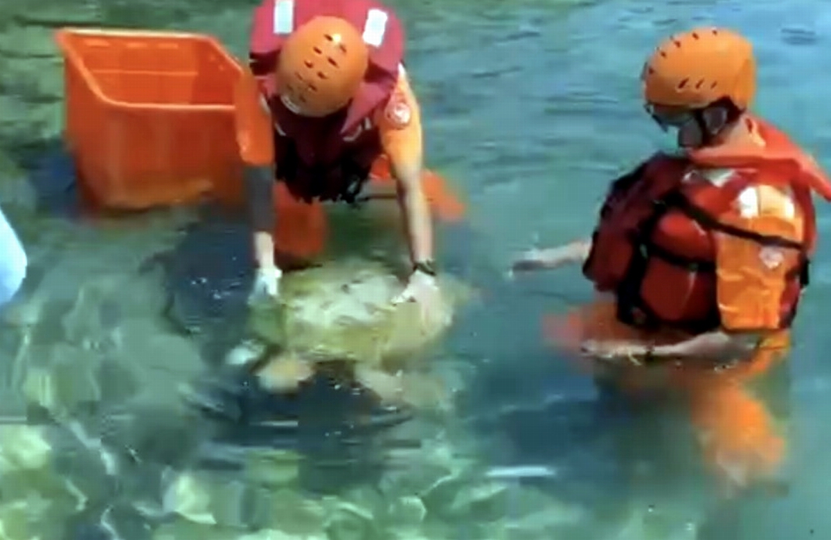 ▲在小琉球漁福漁港左側港內，民眾發現一隻海龜在淺灘處受困，第五岸巡隊杉福安檢所接獲民眾報案後，立即派遣勤務人員馳赴現場救援。（圖／海巡署南部分署第五岸巡隊提供, 2020.09.22）