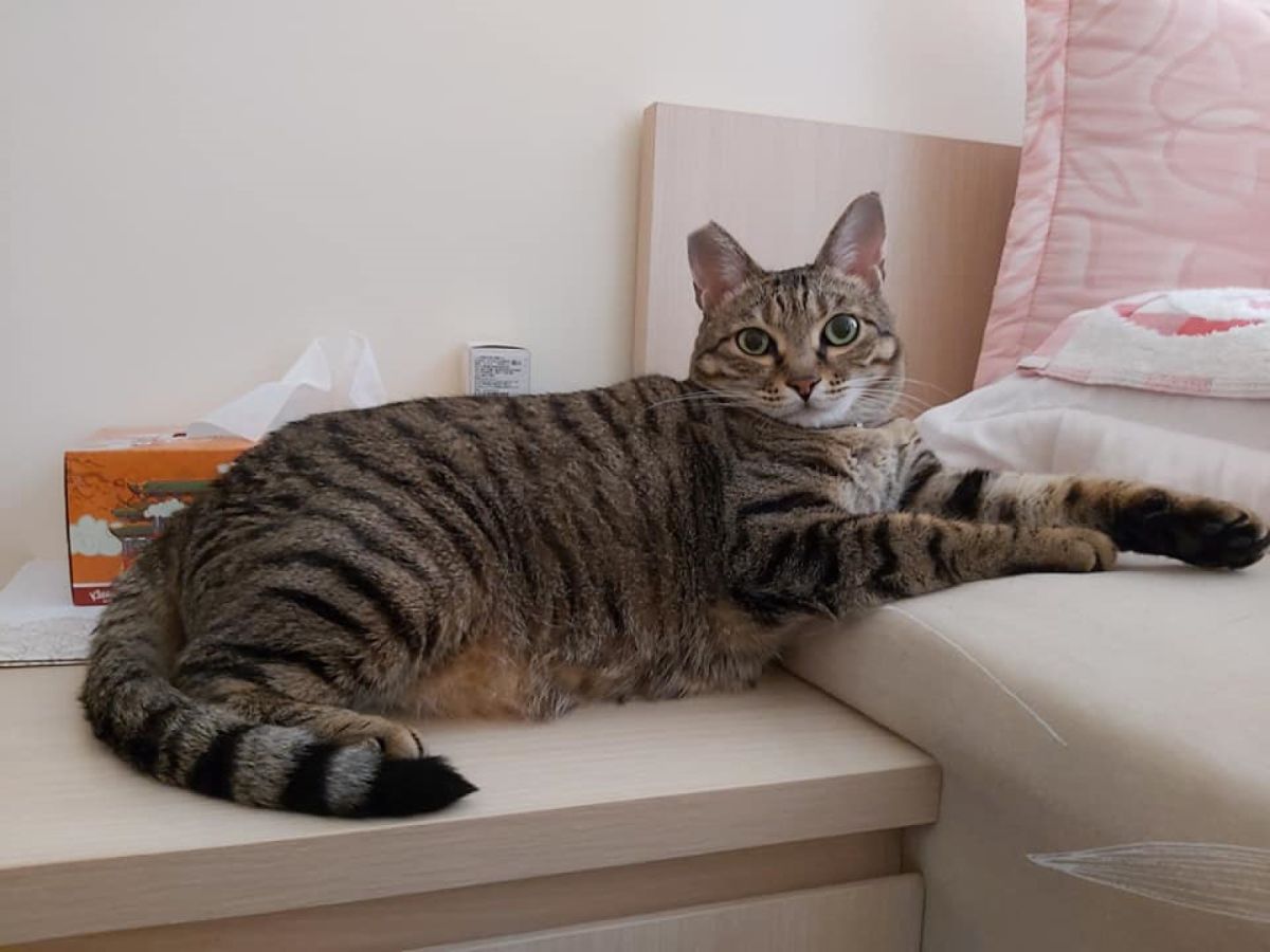 ▲原本討厭貓咪的網友遇見虎斑貓「Choco」後竟然被收服成貓奴（圖／網友胡懷方授權提供）