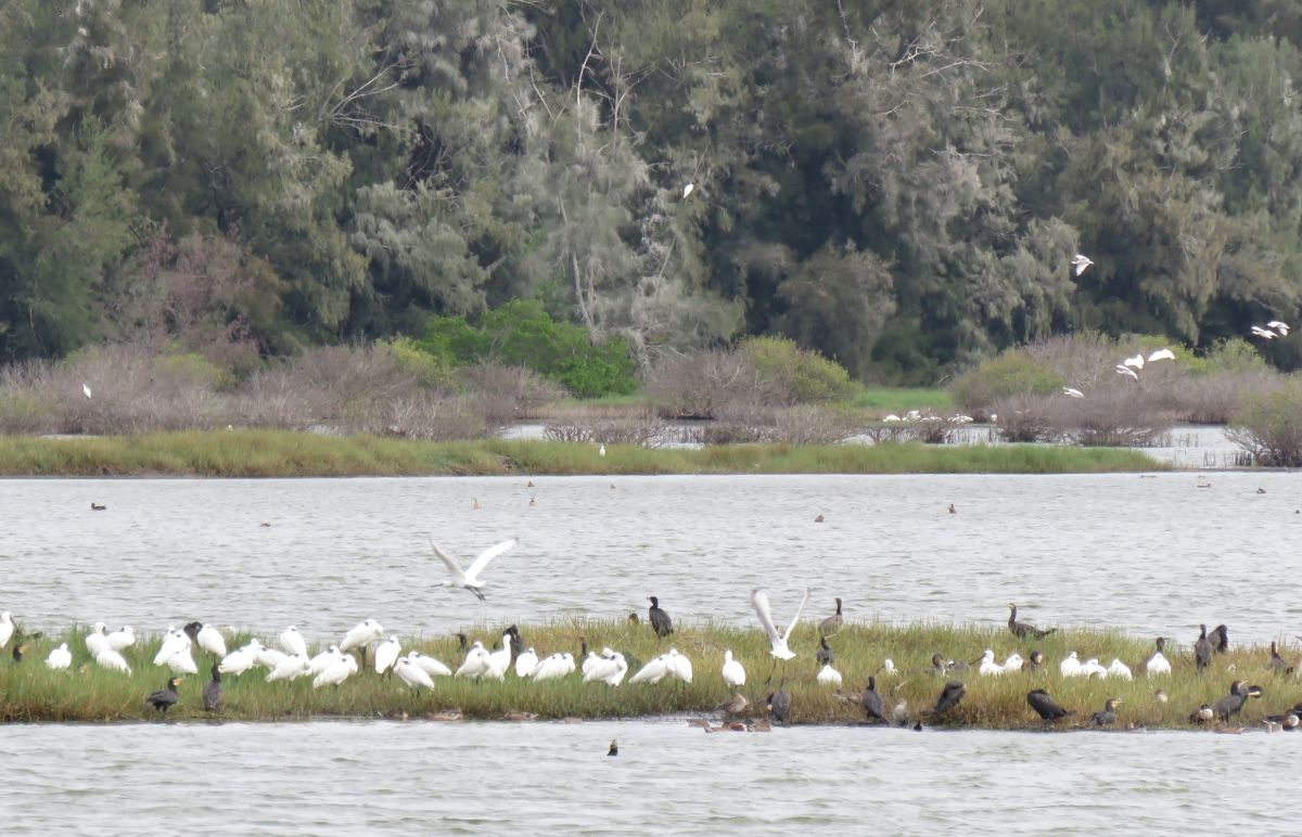 ▲水岸邊的候鳥、山區的留鳥，甚至臺灣特有種鳥類，皆能一窺牠們的身影。（圖／記者蘇榮泉攝，2020.09.23）