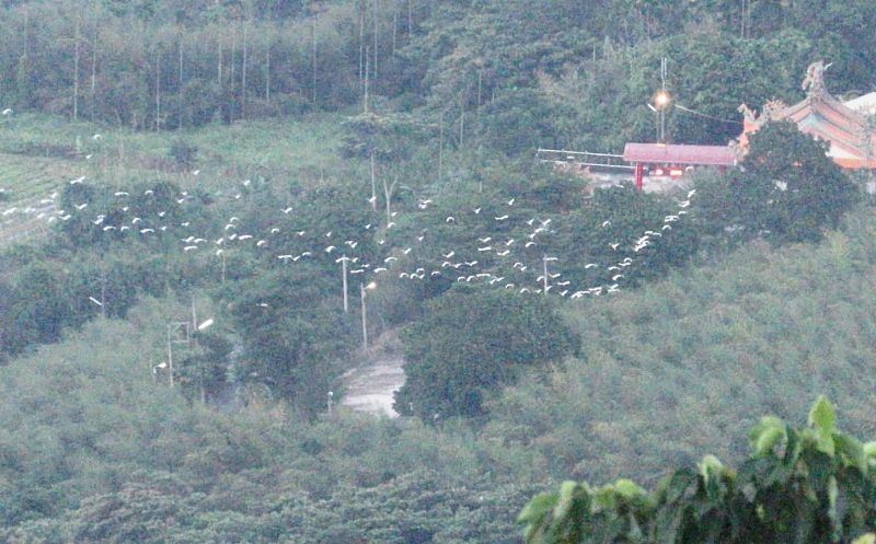 ▲雲嘉南豐富的鳥況資源，每年無論濱海或高山都有候鳥過境。（圖／記者蘇榮泉攝，2020.09.23）