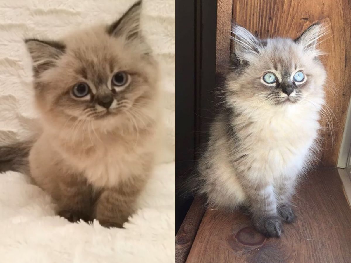 ▲布偶貓摩林（Merlin）小時候超萌，長大卻整個殺氣十足！（圖／IG@merlinragdoll）