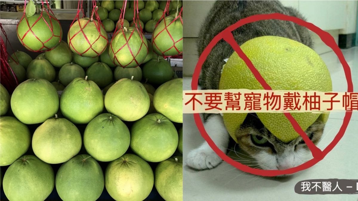 ▲中秋將至，親友能團聚烤肉、吃柚子大吃大喝，不過玩樂過程中獸醫師就警告千萬別因好玩而讓家中寵物戴上柚子帽，情形嚴重可能會有中毒症狀！（合成圖／左圖取自《Pixabay》；右圖《我不醫人- Dr. Lan》授權提供）