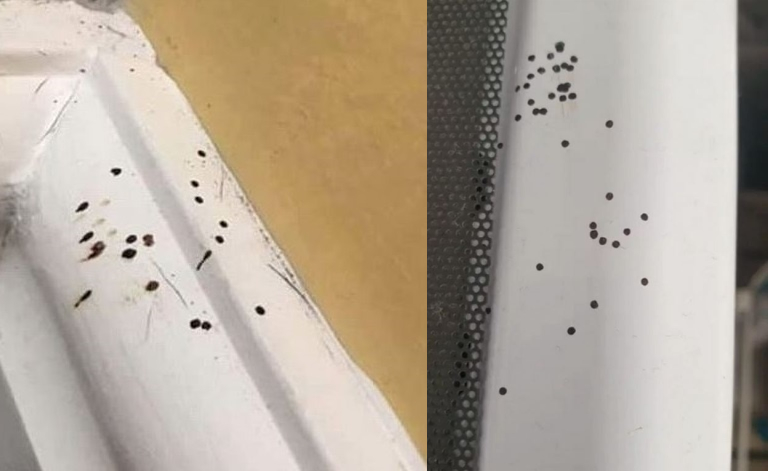 ▲ 一名婦人分享家中各處出現「密集小黑點」，上網發問才知道原來是蜘蛛排泄物。（圖／翻攝臉書社團《Mrs Hinch Cleaning Tips》）