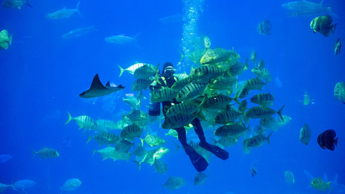 ▲ 台灣水域館「大洋池」餵食解說。（圖／海生館提供）