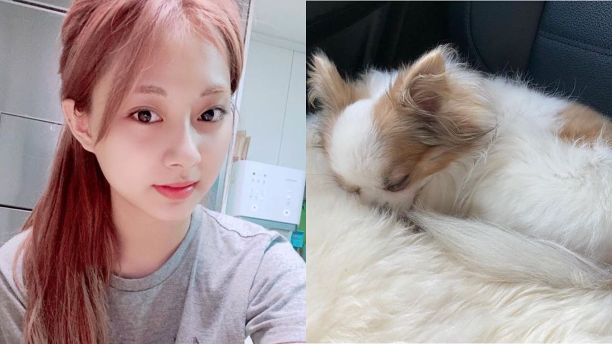 ▲11年愛犬酷吉過世，子瑜心情悲痛。（圖／TWICE IG）