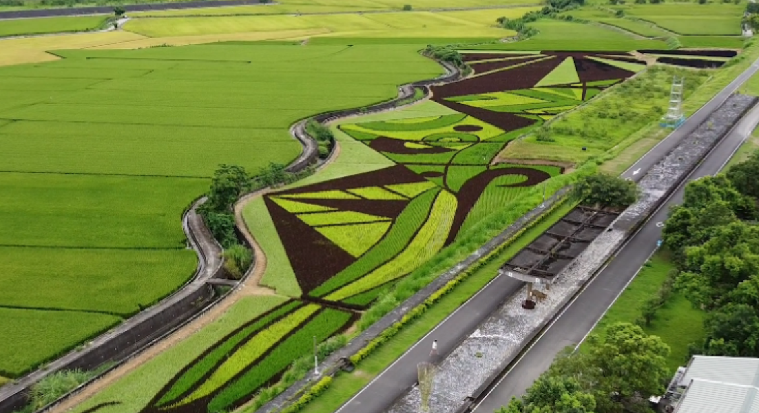 ▲彩繪稻(圖|翻攝自影片)