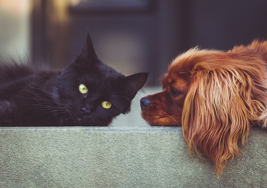 ▲一名35歲的女子，帶著愛犬去溪邊遊玩，結果狗狗意外溺斃，造成她患有嚴重的創傷壓力症候群（PTSD）。（示意圖／pixabay）