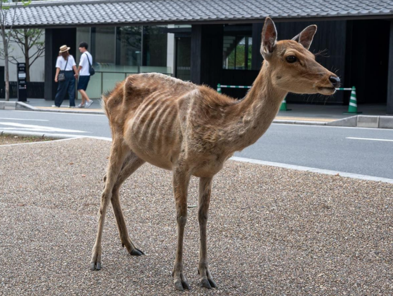 少了遊客餵食奈良鹿瘦成皮包骨專家揭 仙貝成癮 症狀 新奇 Nownews今日新聞