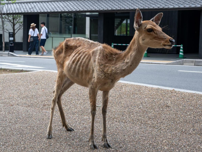 日本民眾憂奈良鹿挨餓前往餵食 保育團體急勸阻
