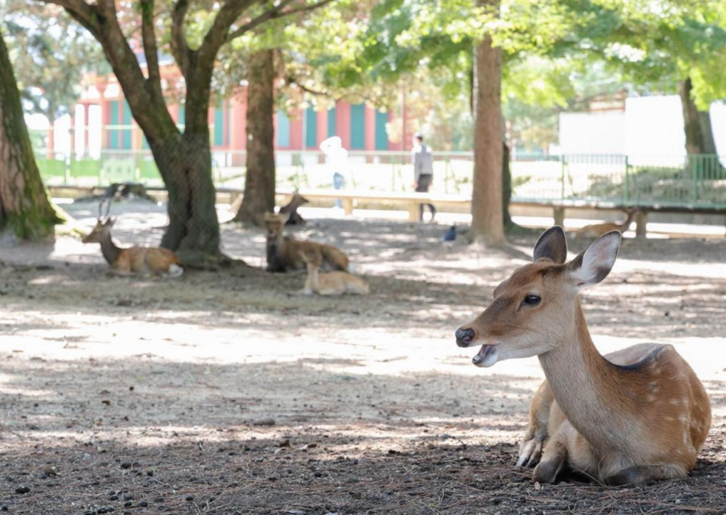 ▲奈良鹿少了遊客餵食，大部分的鹿變得更健康了。（圖／翻攝自《產經新聞》）