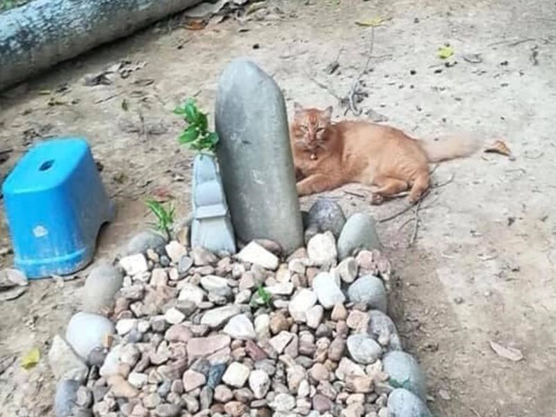 ▲馬來西亞橘貓「娜娜」自從主人過世後，兩年來天天到墓園陪伴（圖／翻攝自FB@Hazlynn Nozi）