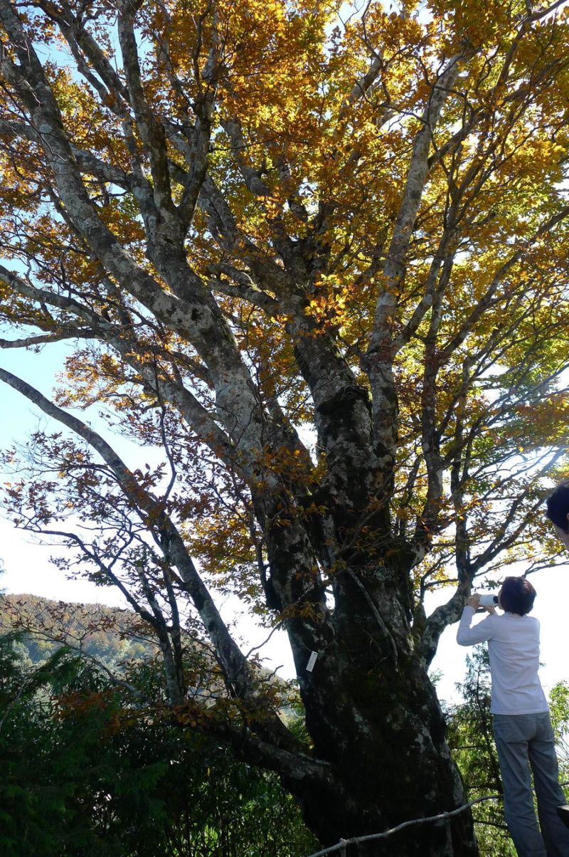 ▲太平山台灣山毛櫸步道每到秋天都會吸引許多民眾前來觀賞。（圖／羅東林區管理處提供)