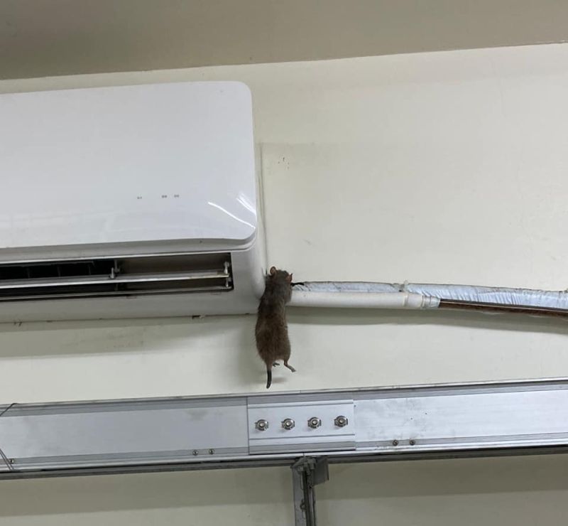 ▲網友抬頭看才發現，一隻老鼠懸掛在冷氣電線旁。（圖／翻攝自《爆廢公社》