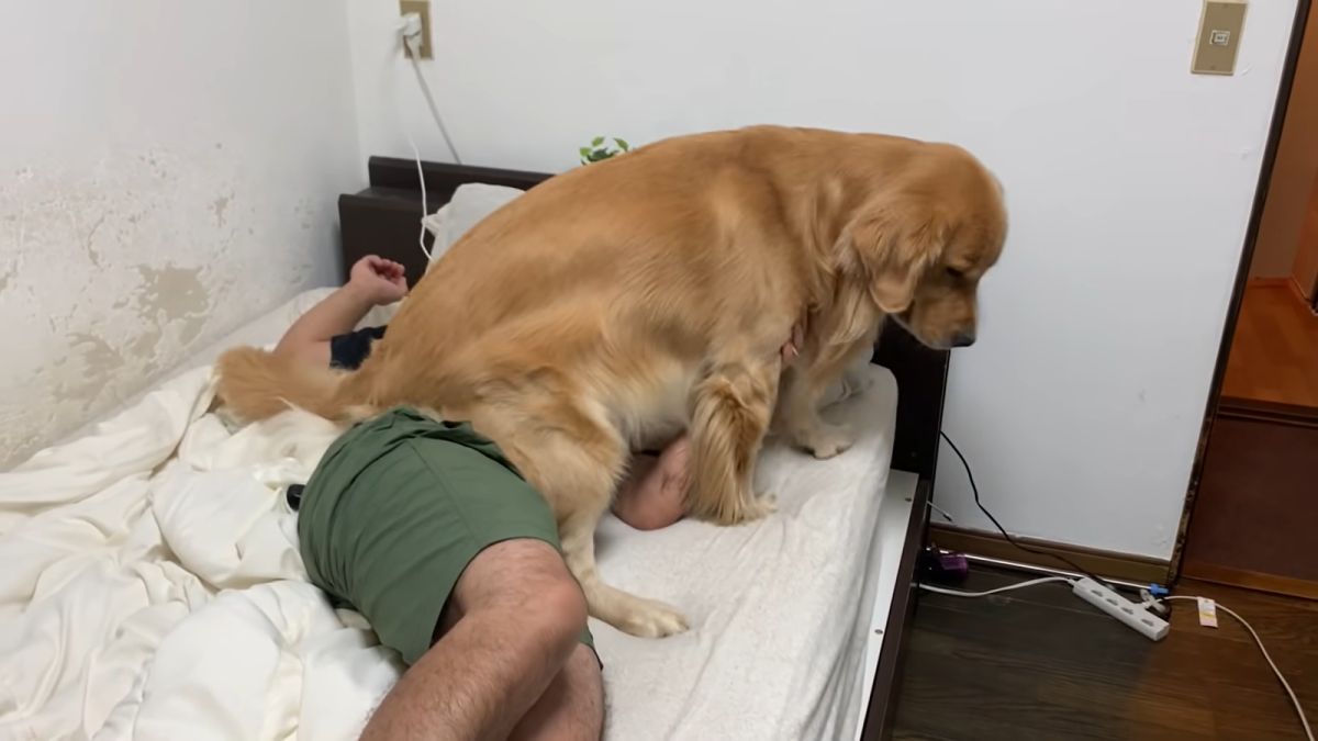 ▲日本一隻金金，面對賴床不起的主人，使出一屁股坐在身上絕招！（圖／Youtube@ジョイの小部屋）