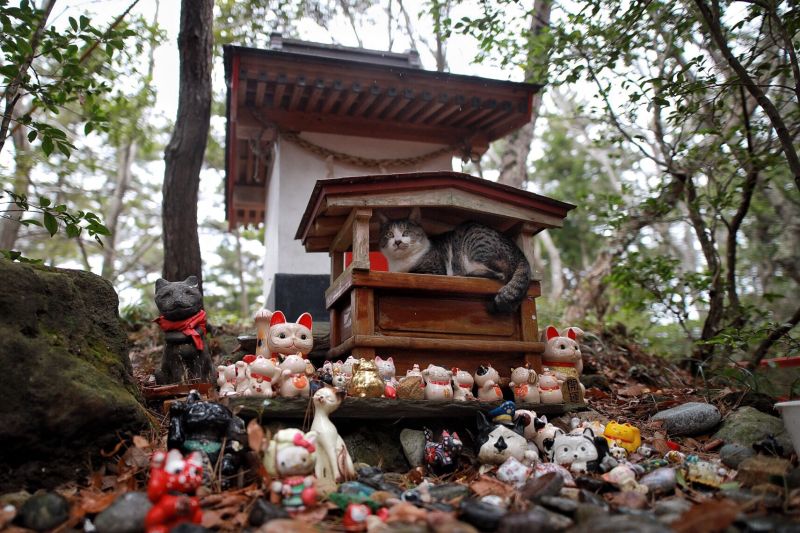 ▲日本一名推主意外撞見喵皇躲在小神社避雨的萌樣！（圖／Twitter@ttt_zegu952）