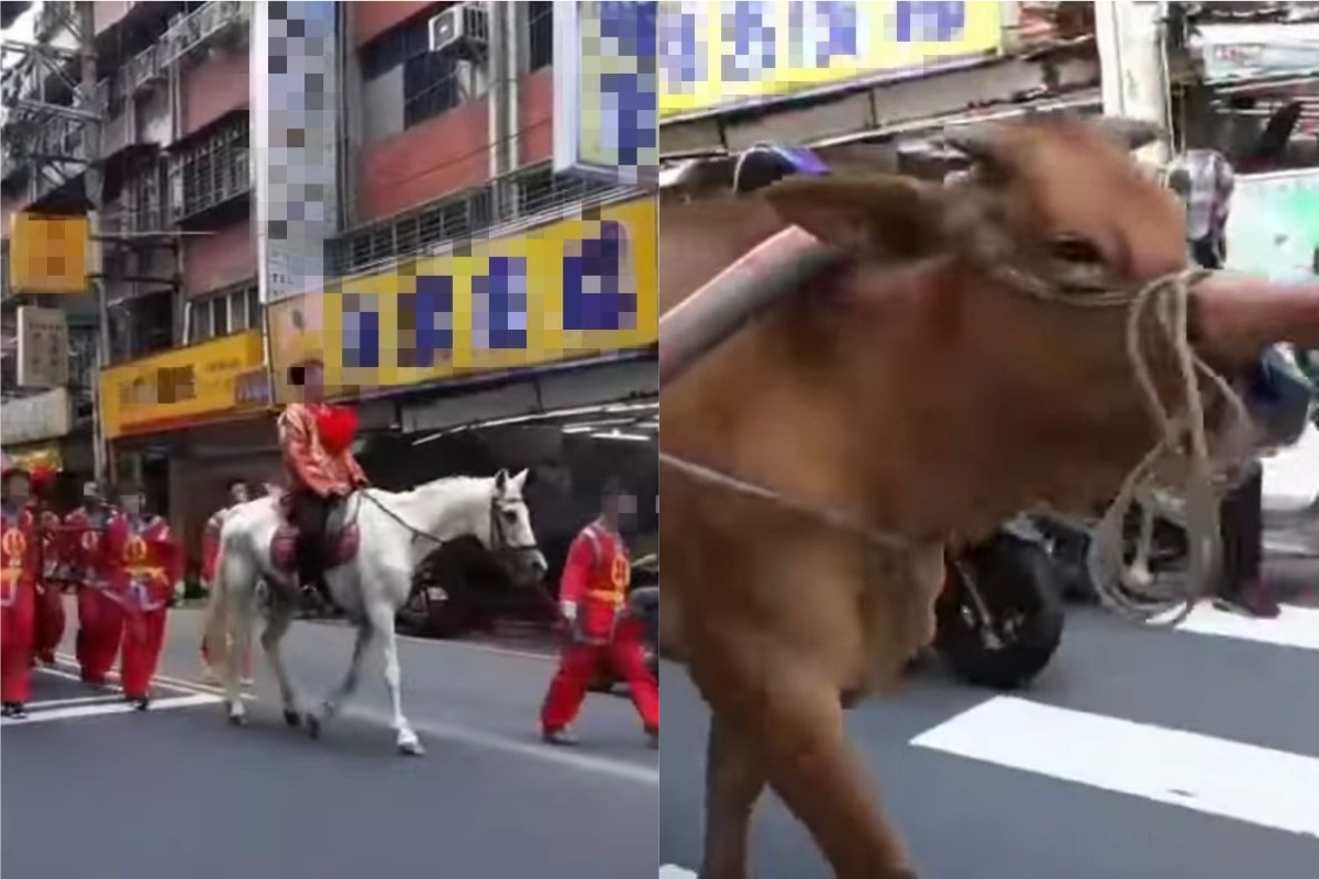 ▲日前在三重出現一場古禮迎娶婚禮，其中新郎穿著古代的禮袍，還騎著白馬。（圖／翻攝自《爆廢公社二館》 ） 