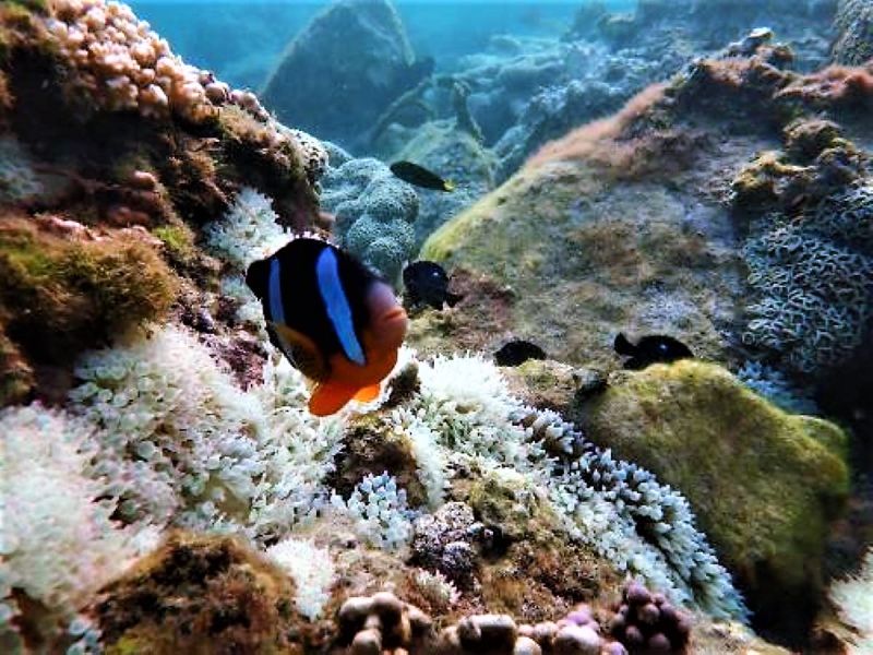 海洋熱斃了！海管處調查東沙、澎南方四島珊瑚白化嚴重
