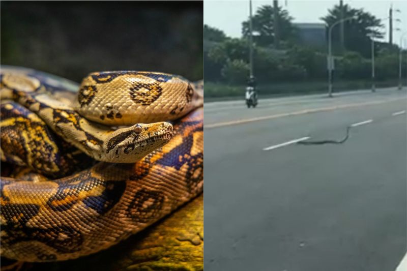 ▲網友在馬路上驚見，有一條大蛇正在「跳舞」。（示意圖／翻攝自《pexels》及《吃喝玩樂 臉書》 ）