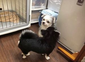 愛犬總是笑臉迎人 一進寵物旅館卻瞬間變隻狗:討厭你們啦! ▲鼻要過來唷!休想偶跟你打招呼!(圖/Twitter@natsumotoasami)