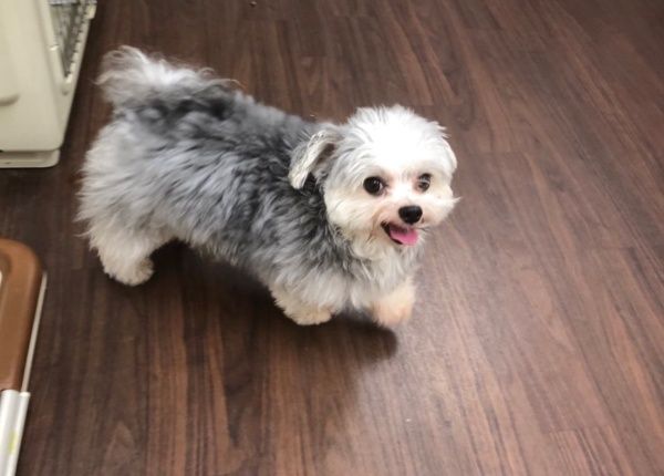 女星愛犬平常笑咪咪!一進「這裡」瞬間變回真面目