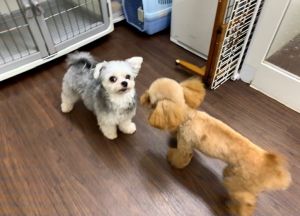 愛犬總是笑臉迎人 一進寵物旅館卻瞬間變隻狗:討厭你們啦! ▲人類!還不快來救我!(圖/Twitter@natsumotoasami)