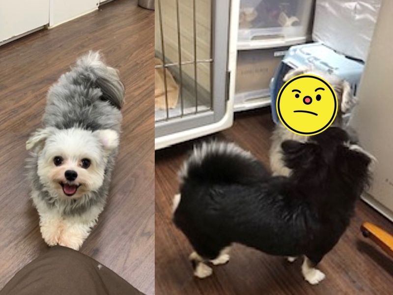 愛犬總是笑臉迎人 一進寵物旅館卻瞬間變隻狗
