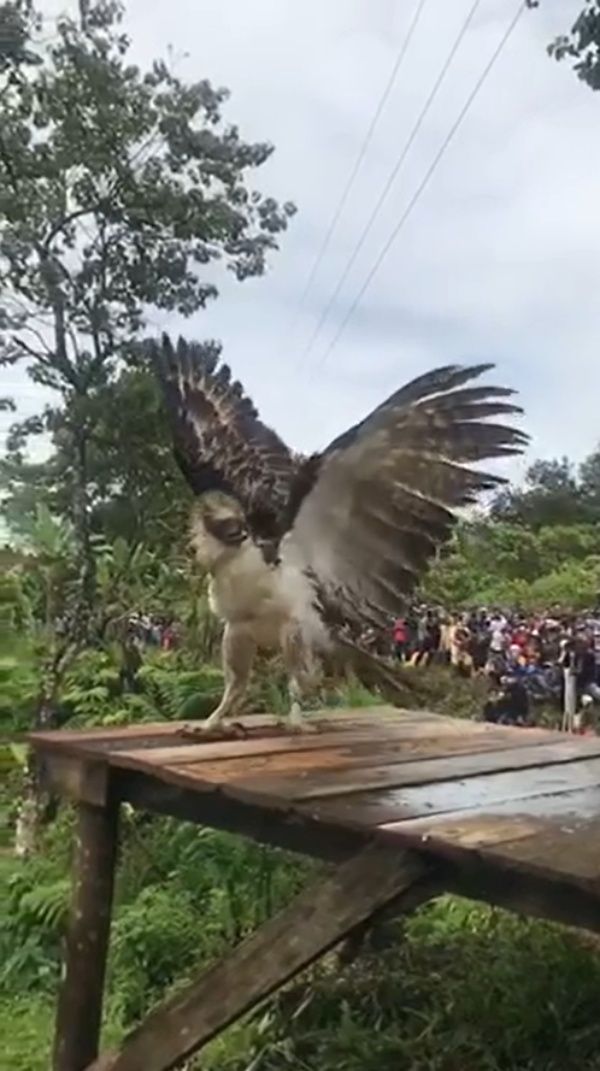 ▲菲律賓鵰走出運輸籠之後，展開牠的雙翅。（圖／Facebook@Philippine