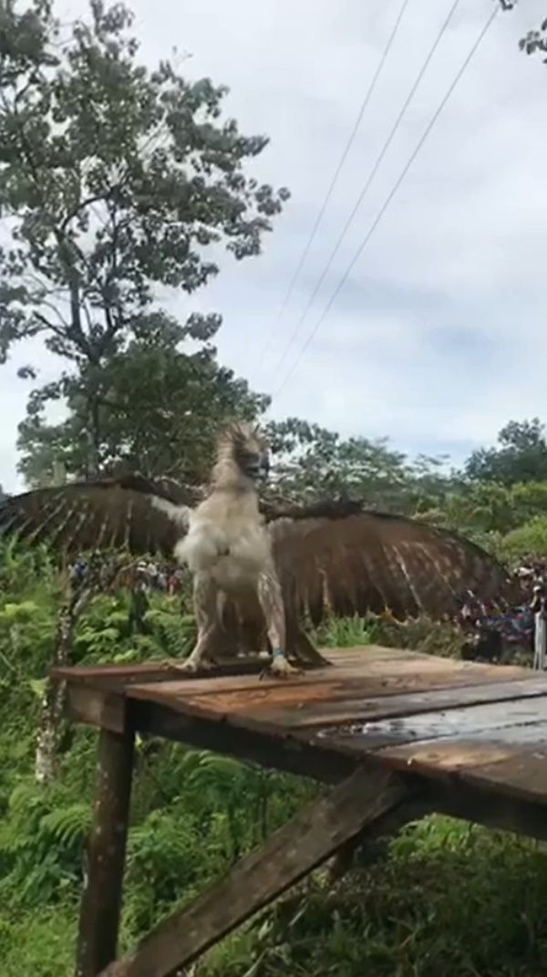 ▲健壯的肌肉和威武的姿勢讓所有人屏息。(圖/Facebook@Philippine