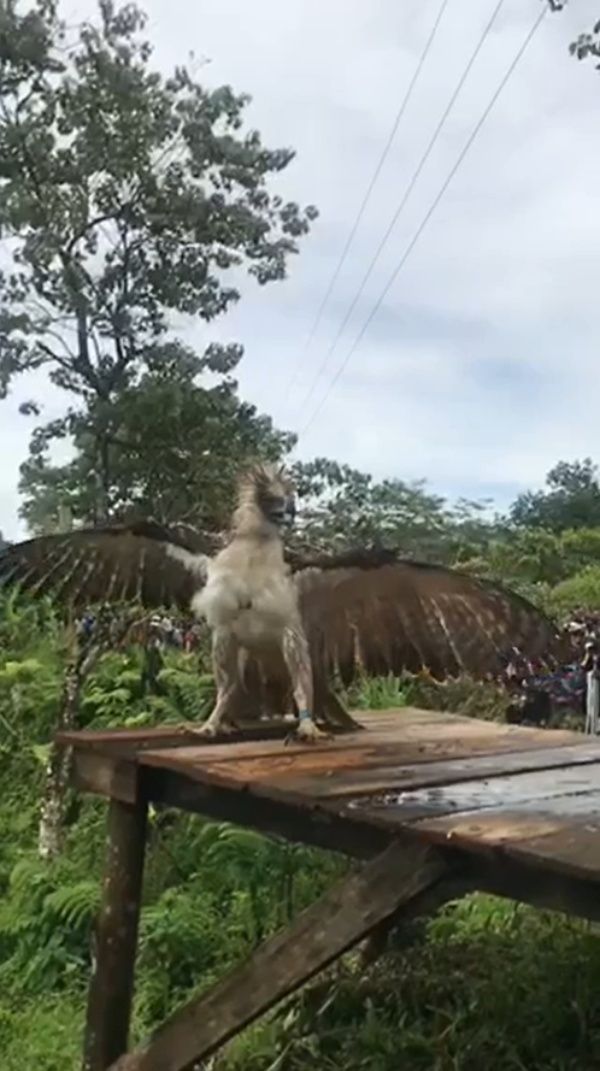 ▲健壯的肌肉和威武的姿勢讓所有人屏息。（圖／Facebook@Philippine