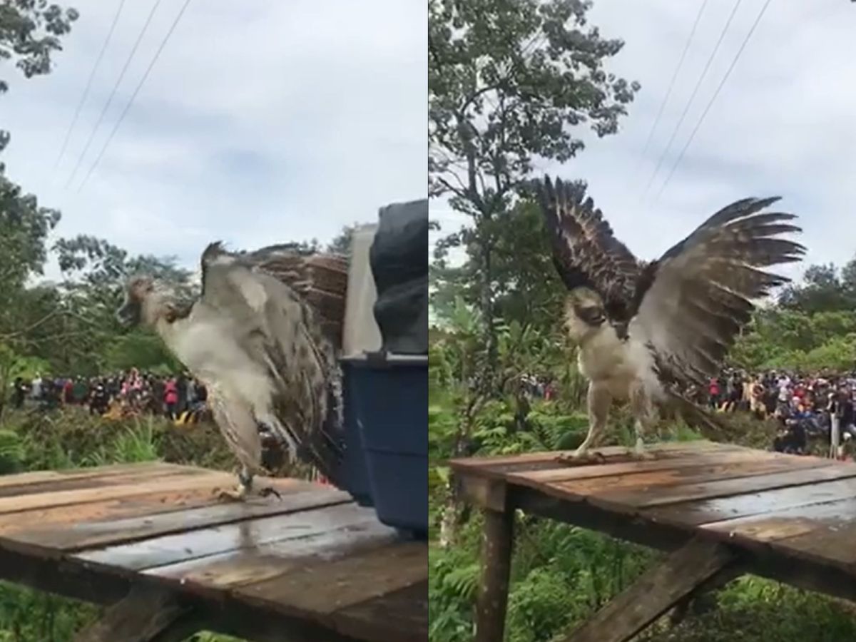 ▲救傷恢復之後菲律賓鵰重返山林，踏出第一步氣勢就超強讓現場所有人驚呆。（圖／Facebook@Philippine Eagle Foundation (Official)）