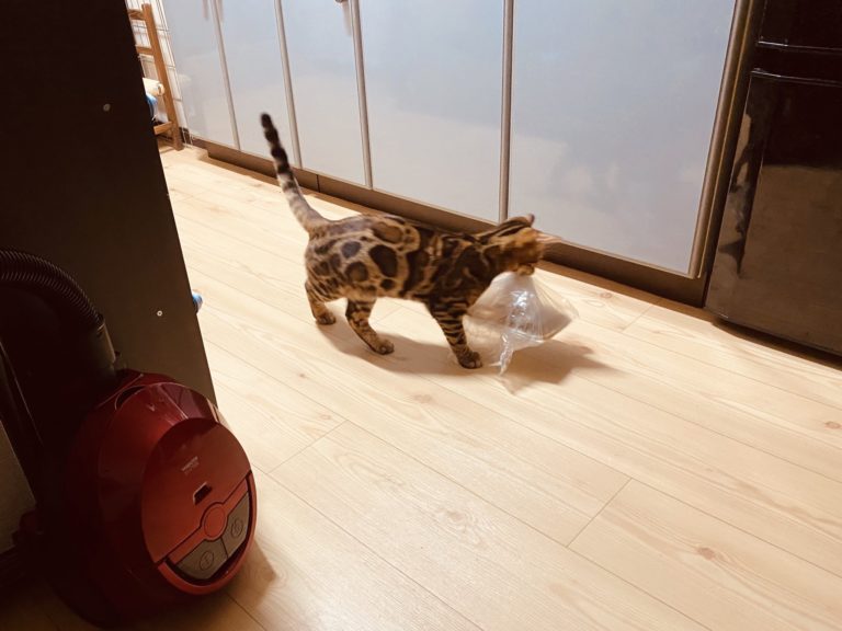 ▲主人放下從超市採買回家的食物，沒想到一轉眼就看見貓小偷（圖／Twitter@rFfSIsl1TH5QAw8）